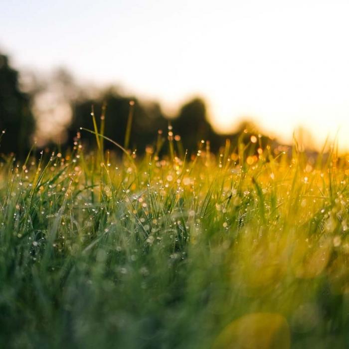 Low level view of a grassed area taken at sunset